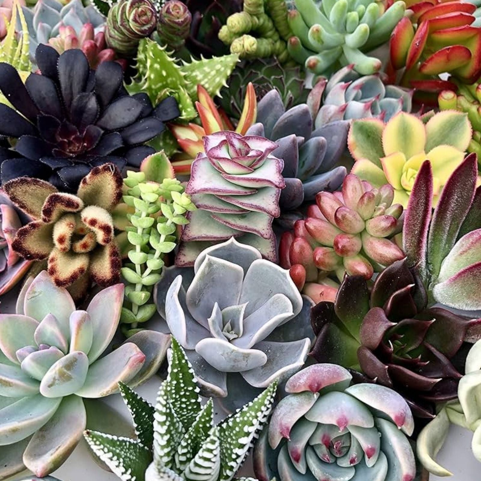 Succulent Cuttings 15 Varieties Live Plants Assorted Succulents for Planting, Arrangements, Houseplants, Garden, Indoor Outdoor
