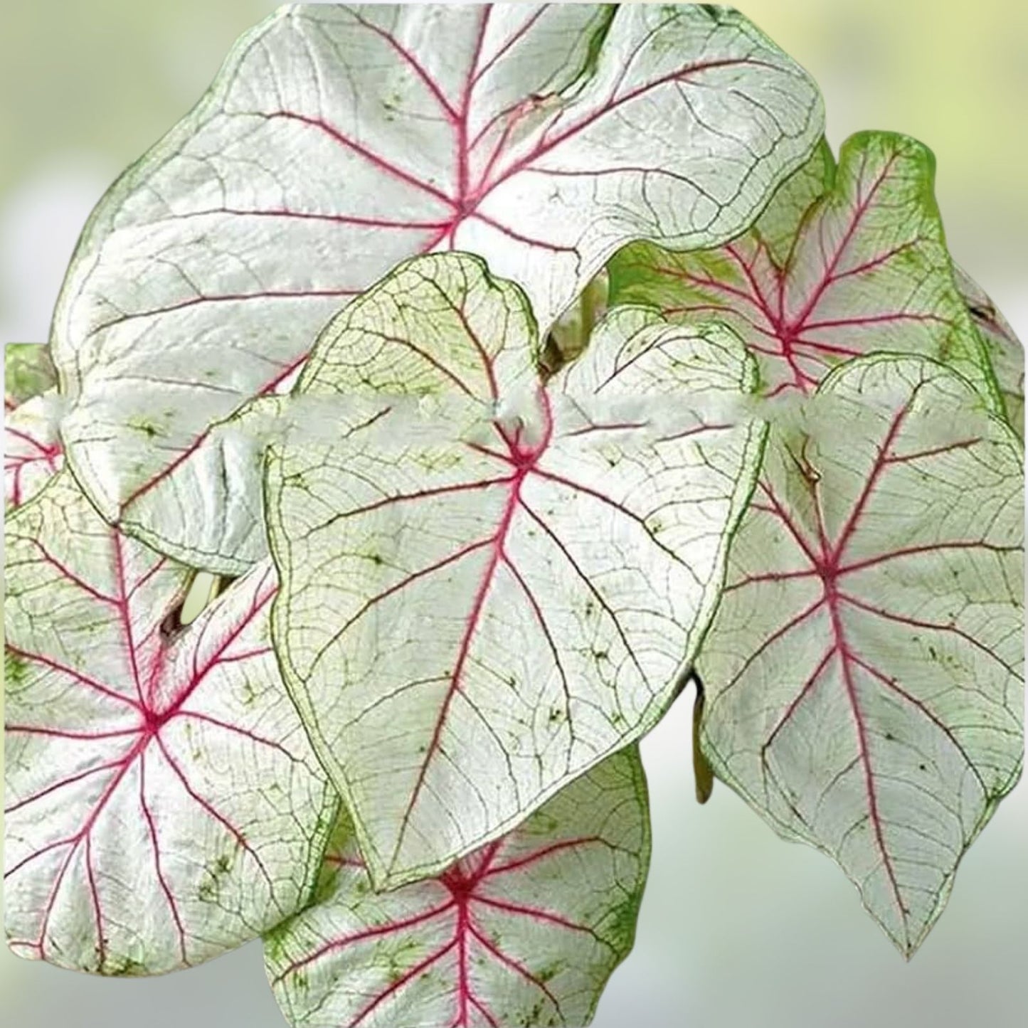Caladium Bulbs 5 Pack Florida Moonlight White Foliage Indoor Outdoor Live Plant Starter Cuttings Non-GMO