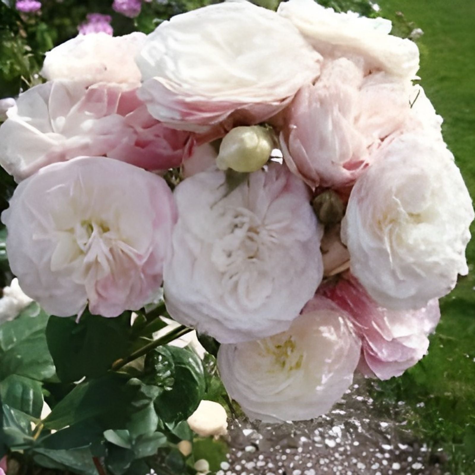 Unrooted Stem Cuttings - Bouquet Parfait Rose - Rosa 'Bouquet Parfait' - Gardening and Floral Arrangement Supplies