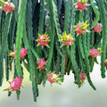 Dragon Fruit Cutting Hylocereus undatus 8-14 Inch Live Plant Cactus for Home Gardening and Planting
