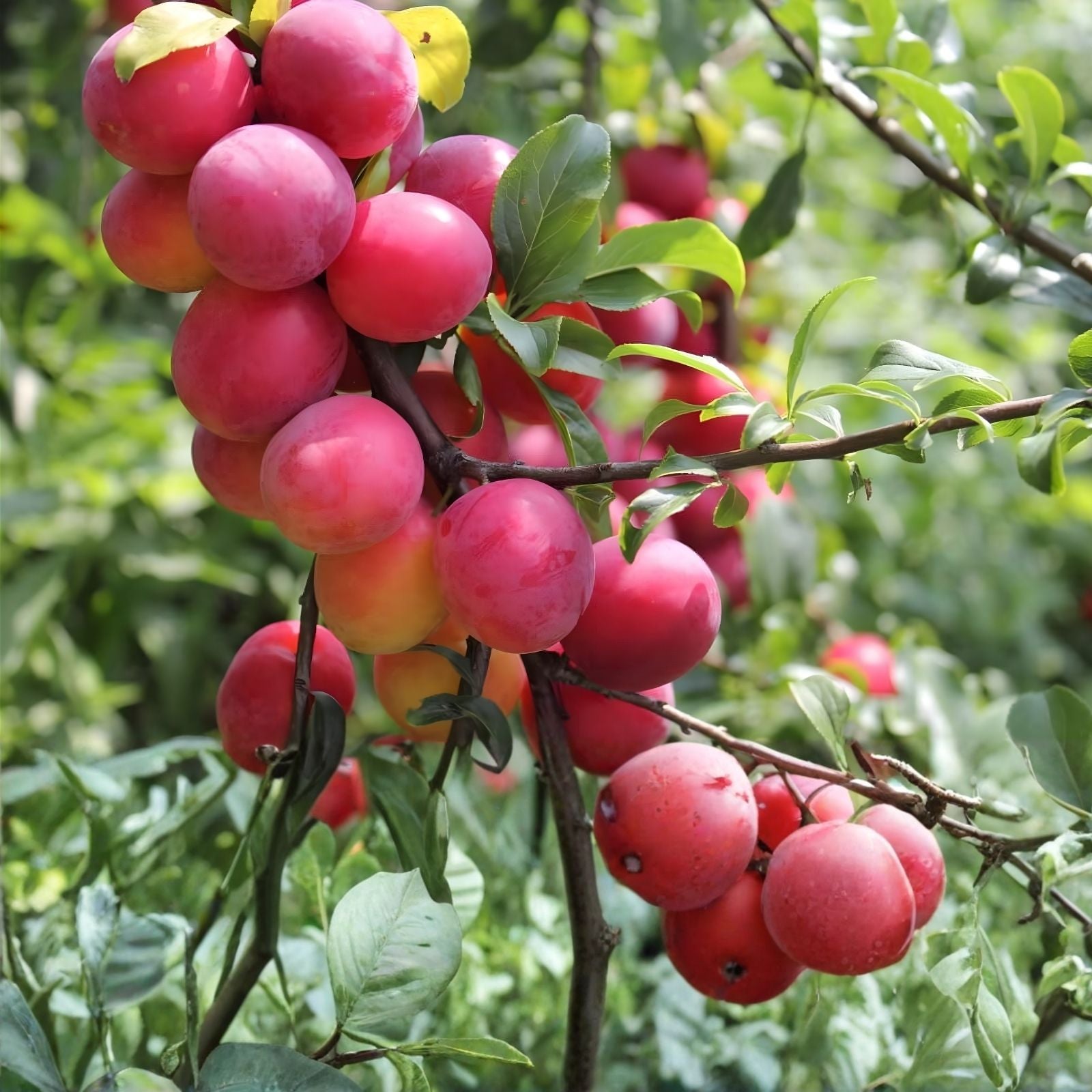 Earthquake Radish Seeds 100+ | Soil-Breaking Raphanus sativus Vegetable Seeds for Gardening