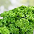 Parsley Seeds 500 Count Triple Curled Heirloom Non-GMO Culinary Herb Petroselinum crispum Live Plant Cutting