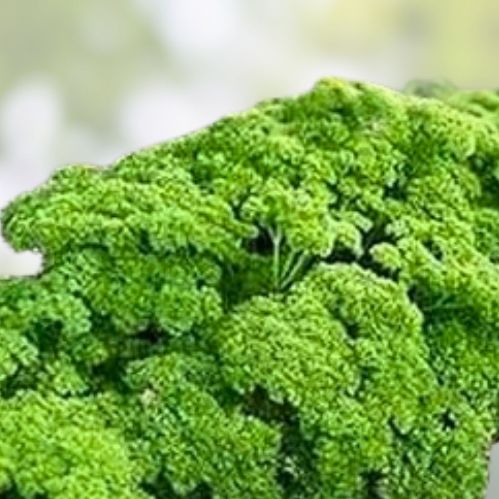 Parsley Seeds 500 Count Triple Curled Heirloom Non-GMO Culinary Herb Petroselinum crispum Live Plant Cutting