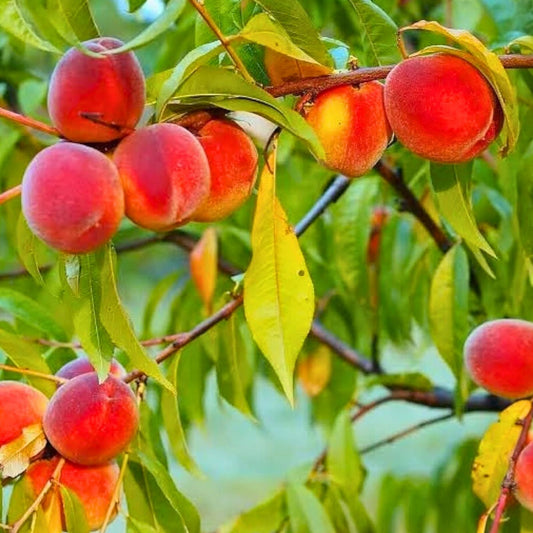 California Peach Tree Cuttings 6" Live Edible Fruit Plant Prunus persica Sweet Variety