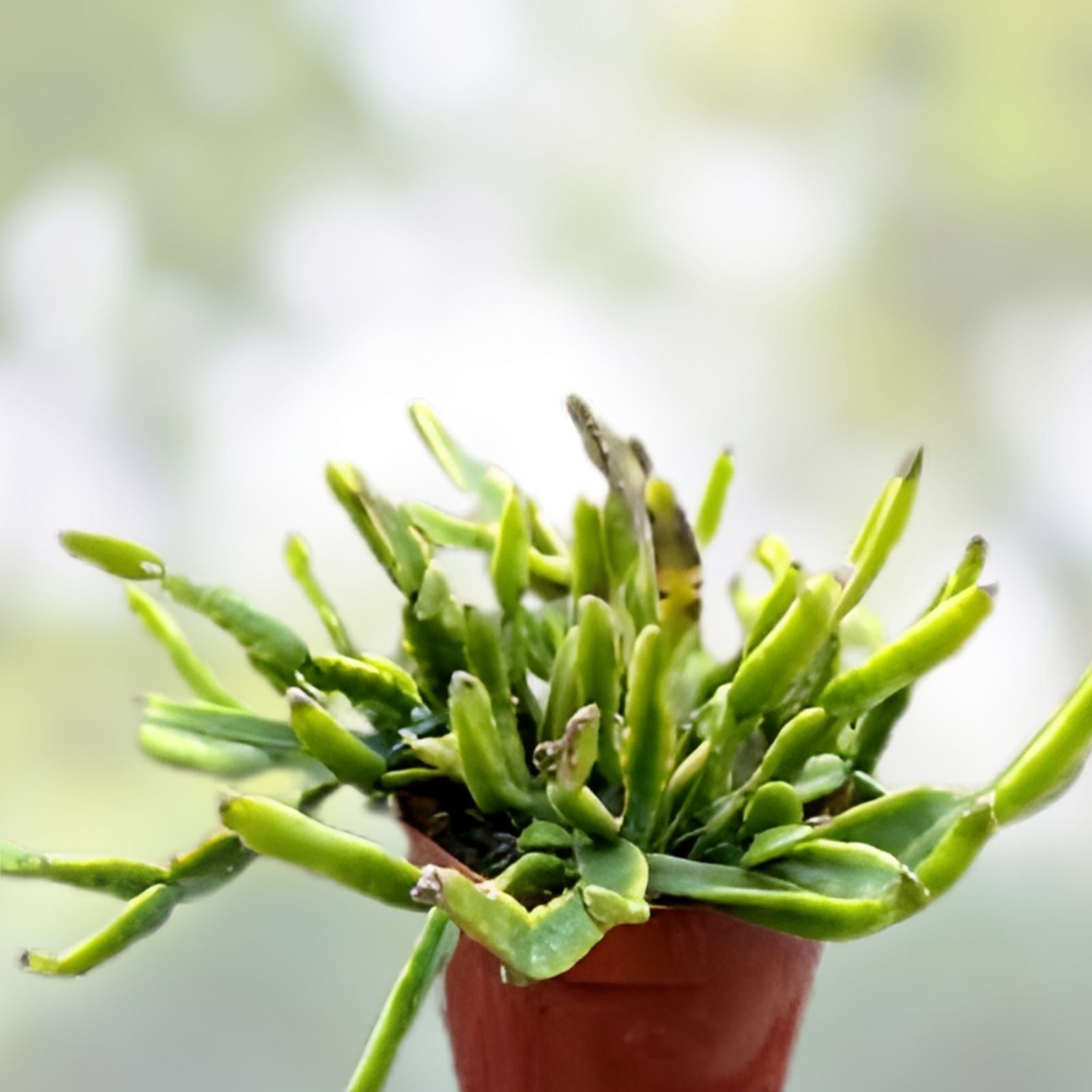 Rhipsalis ewaldiana Mistletoe Cactus Live Plant Houseplant Indoor Jungle Cactus Unique Decor