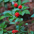 Bunchberry Bush Seeds 30 Pack - Cornus Canadensis - Native Groundcover Planting Seeds for Garden and Landscaping