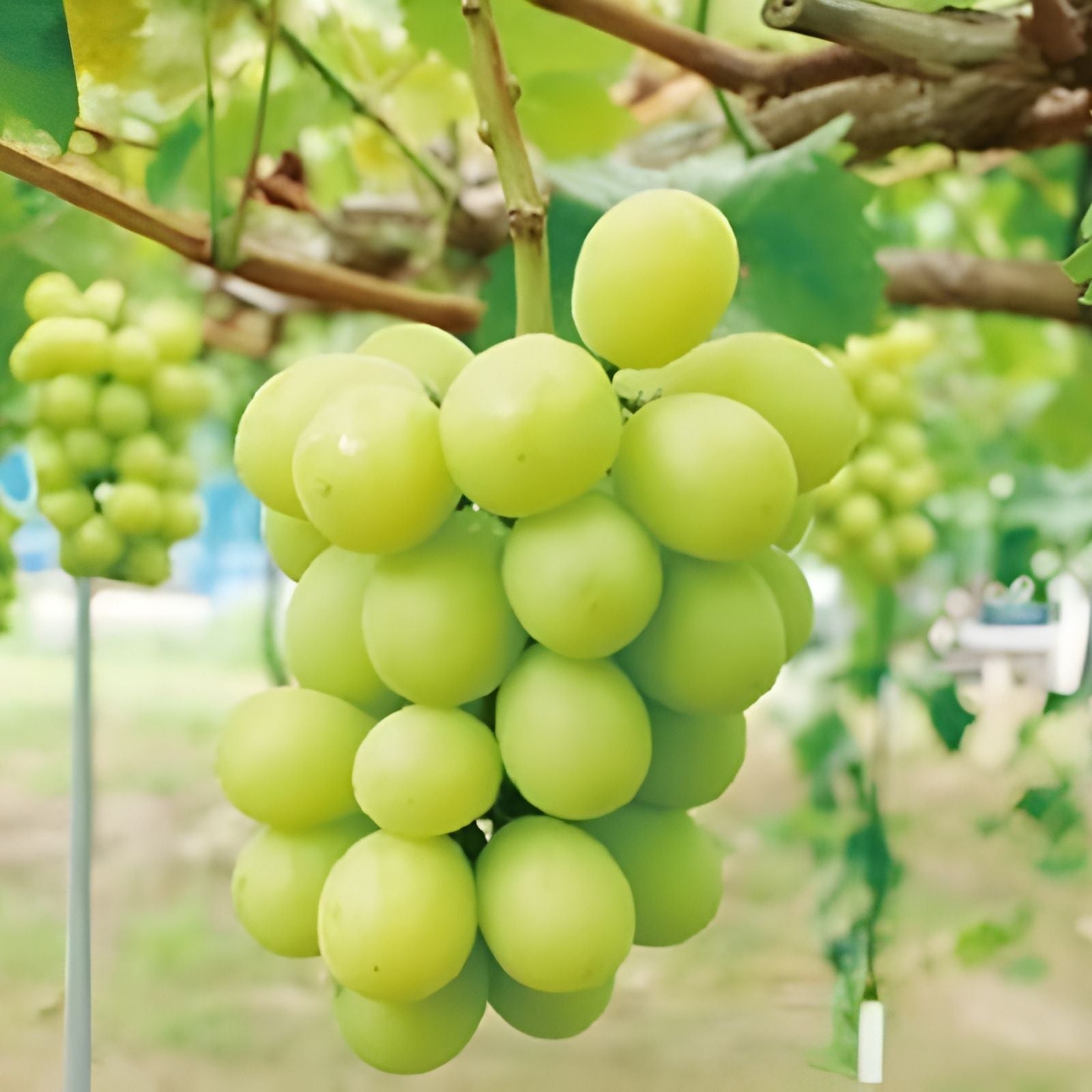 Golden Muscat Grape Cuttings 4 Pack Vitis vinifera Live Plant Grafting Rooting Starter Plant