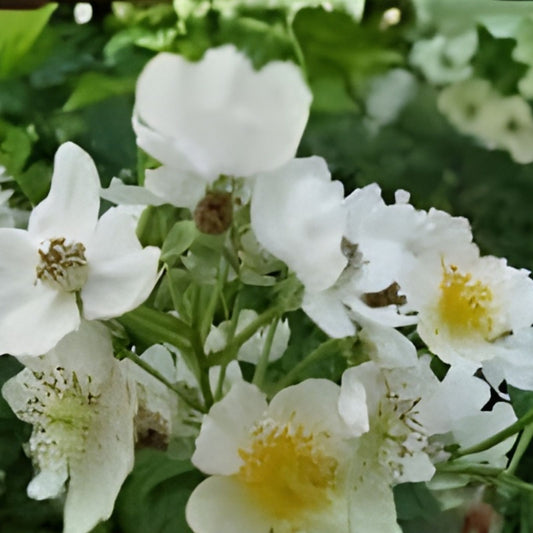 Multiflora Rose Bush Starter Plant Bare Root 6-12 Inches Live Garden Landscaping Rose Plant