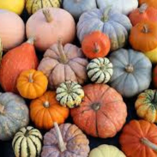 Organic Prism Pumpkin Seeds 10 Count Heirloom Cucurbita pepo USA Grown Vegetable Seeds