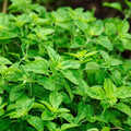 Oregano Live Herb Plant Set of 2 – Culinary Perennial Herbs in 4 Inch Pots, Cooking, Kitchen, Herb Garden, Live Plant, Starter Plant