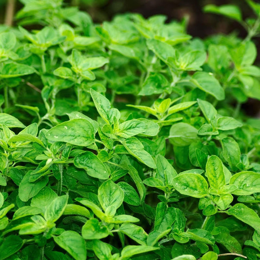 Oregano Live Herb Plant Set of 2 – Culinary Perennial Herbs in 4 Inch Pots, Cooking, Kitchen, Herb Garden, Live Plant, Starter Plant