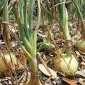 Texas Early Grano Onion Seeds Heirloom Vidalia Type Allium cepa 100 Seeds Short Day Live Plant Cutting