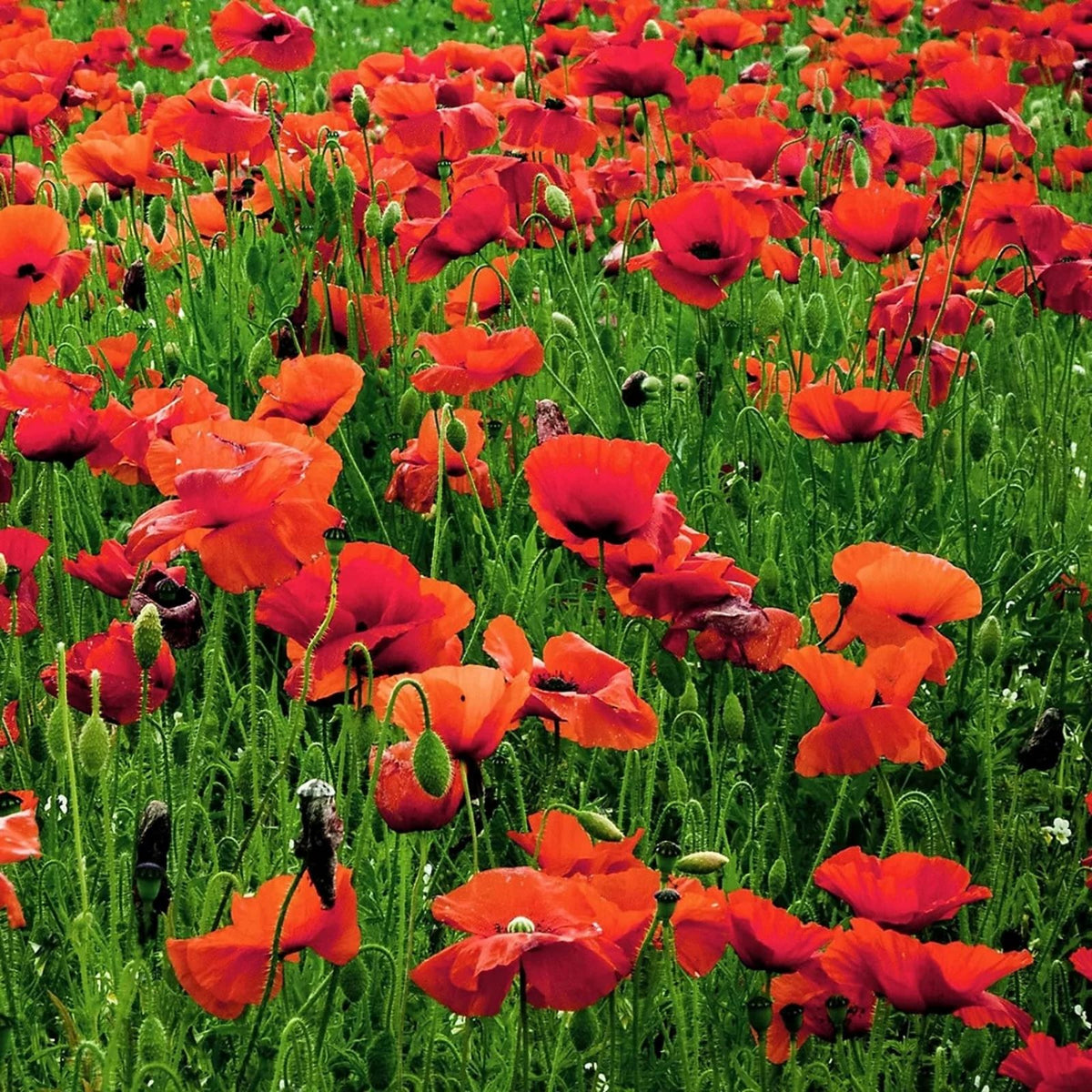 Corn Poppy Seeds 100+ | Bright Red Flower Seeds | Papaver rhoeas | Easy to Grow Wildflower Seeds for Gardens