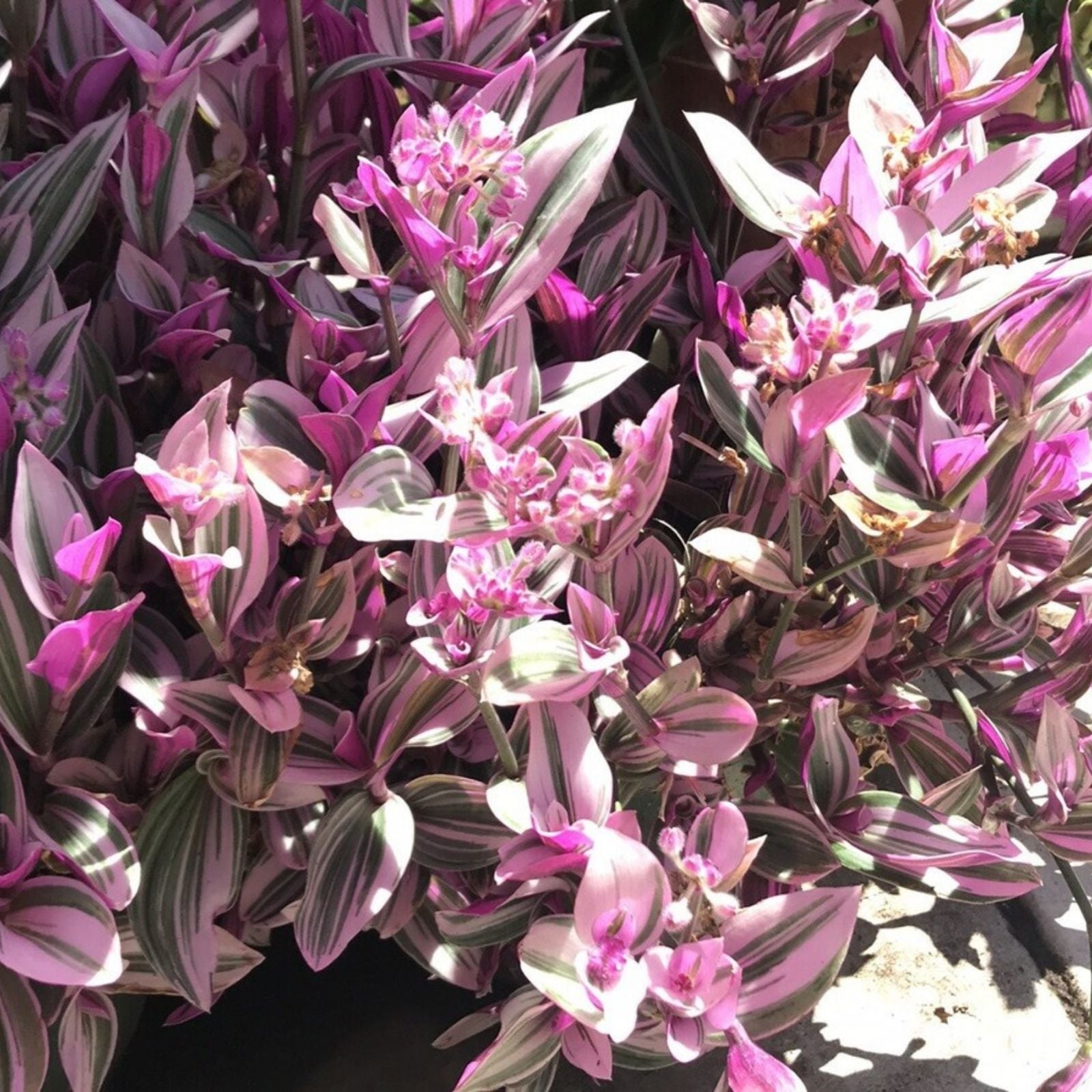 Wandering Jew Plant Cuttings 5 Tradescantia Nanouk Variegated Indoor Houseplant Easy Care Live Starter