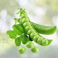 Sugar Daddy Snap Peas Seeds Heirloom Variety 500+ Live Plant Cutting Salad Snack Pisum sativum