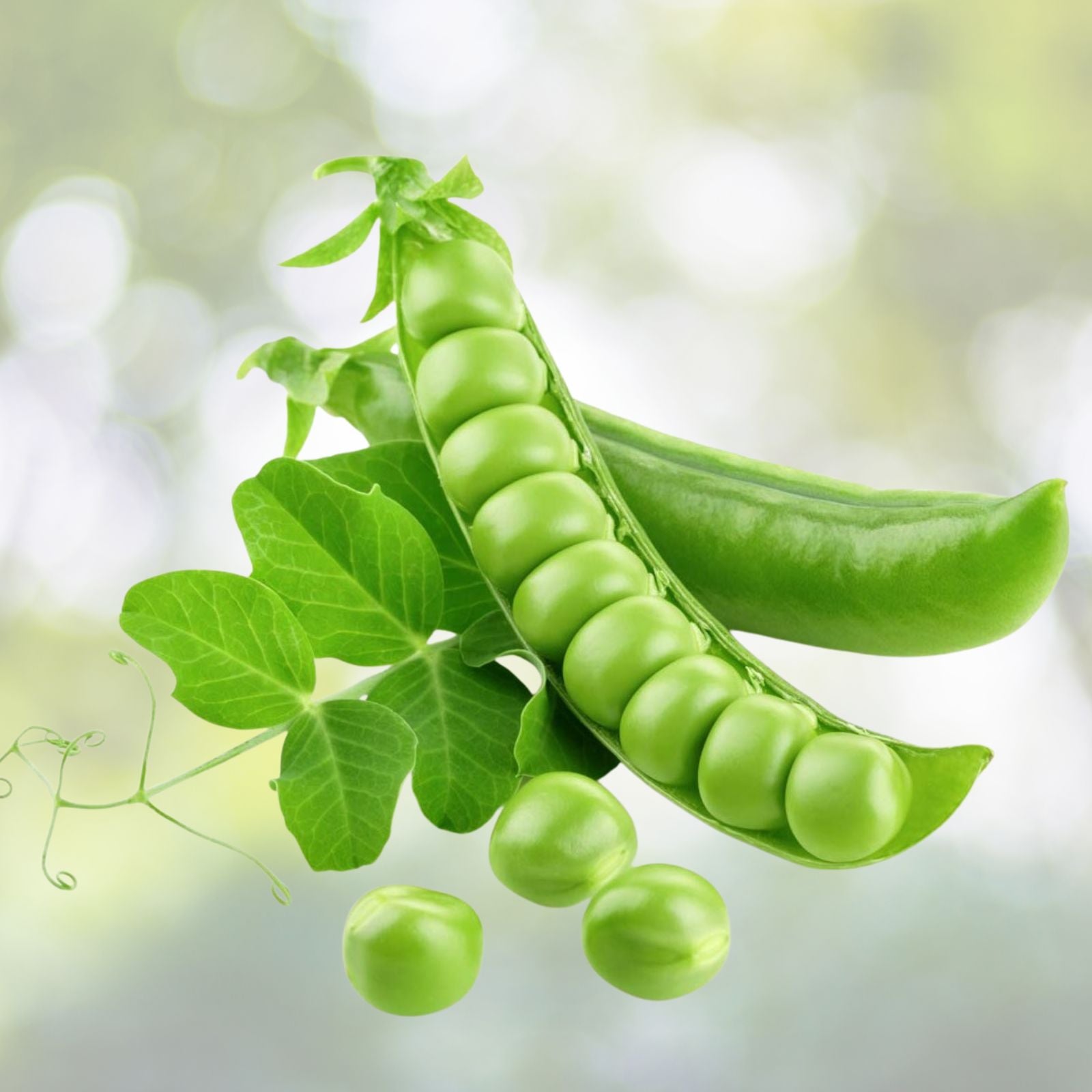 Sugar Daddy Snap Peas Seeds Heirloom Variety 500+ Live Plant Cutting Salad Snack Pisum sativum