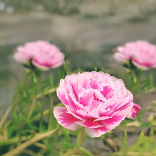 Moss Rose Cuttings Pink White Portulaca Grandiflora Succulent Ground Cover Live Plant Starter 10 Unrooted