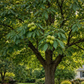 Mixed Hickory Tree Live Plant 8-12 Inches Carya Hardwood Tree for Landscaping Reforestation