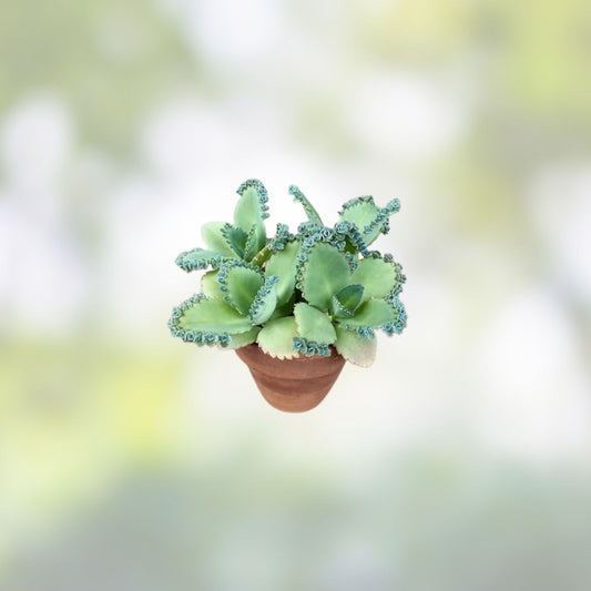 Kalanchoe daigremontiana Mother of Millions Succulent Cuttings Live Plant Propagation Starter