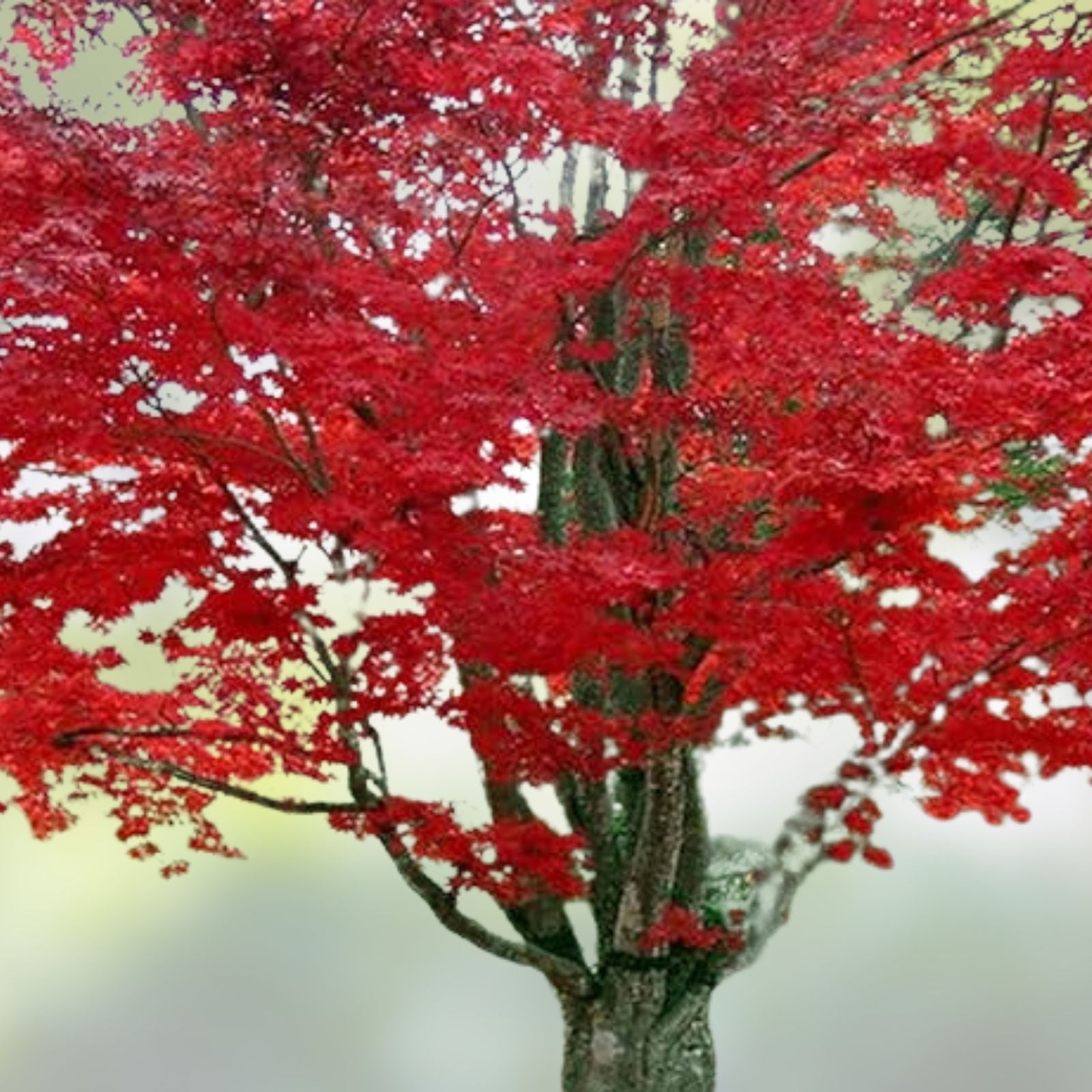 Red Maple Acer rubrum Bare Root Tree 16-24 Inches, Vibrant Red Foliage, Hardy Zones 4-9, Live Plant, Spring Color Tree