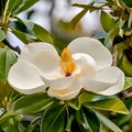Southern Magnolia Tree Sapling 1-2 ft Live Evergreen Magnolia grandiflora Garden Plant