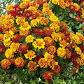 Black-Eyed Susan Seeds Rudbeckia hirta Wildflower Seeds 1000+ Vivid Colorful Flowers for Garden Landscaping Pollinator Plants