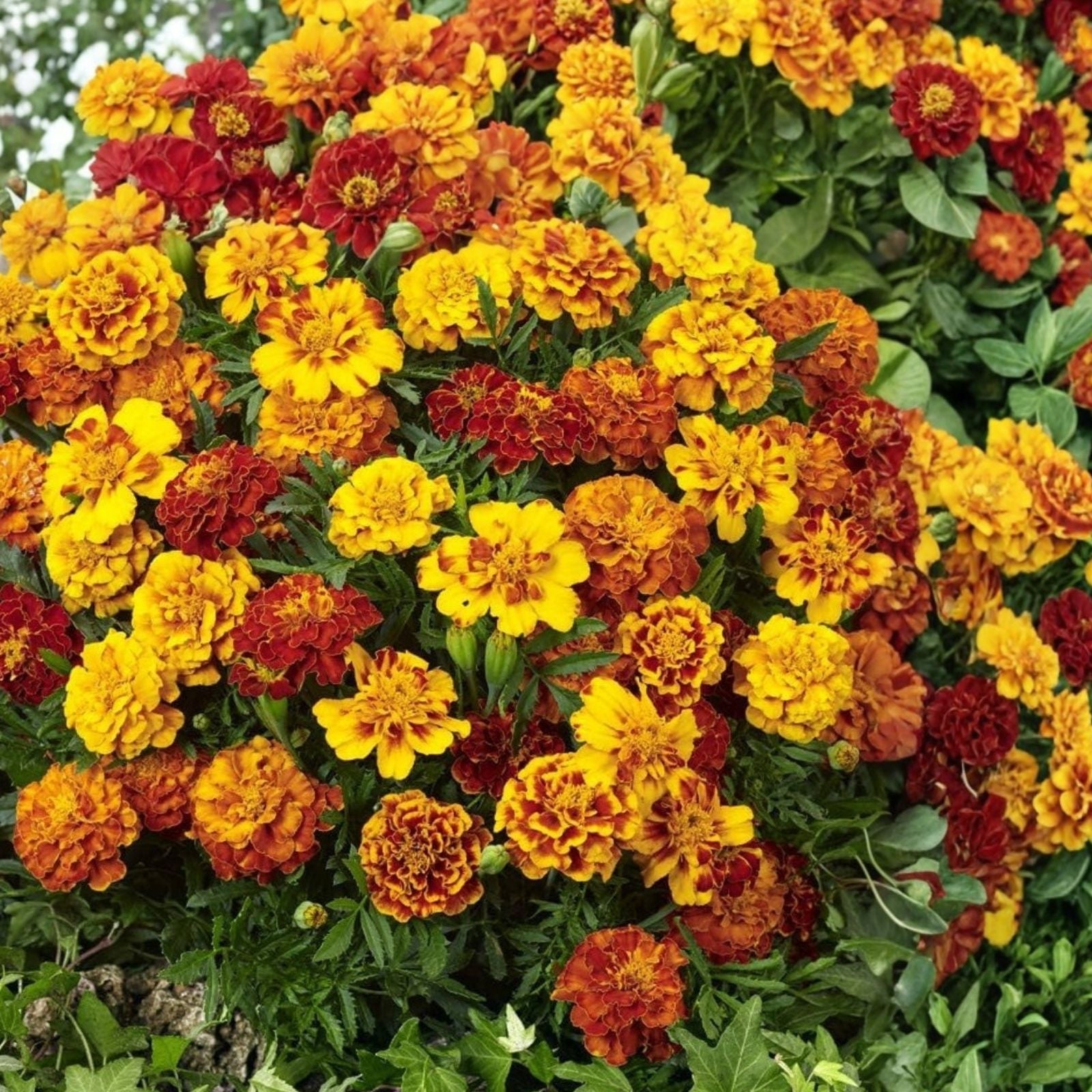 Black-Eyed Susan Seeds Rudbeckia hirta Wildflower Seeds 1000+ Vivid Colorful Flowers for Garden Landscaping Pollinator Plants