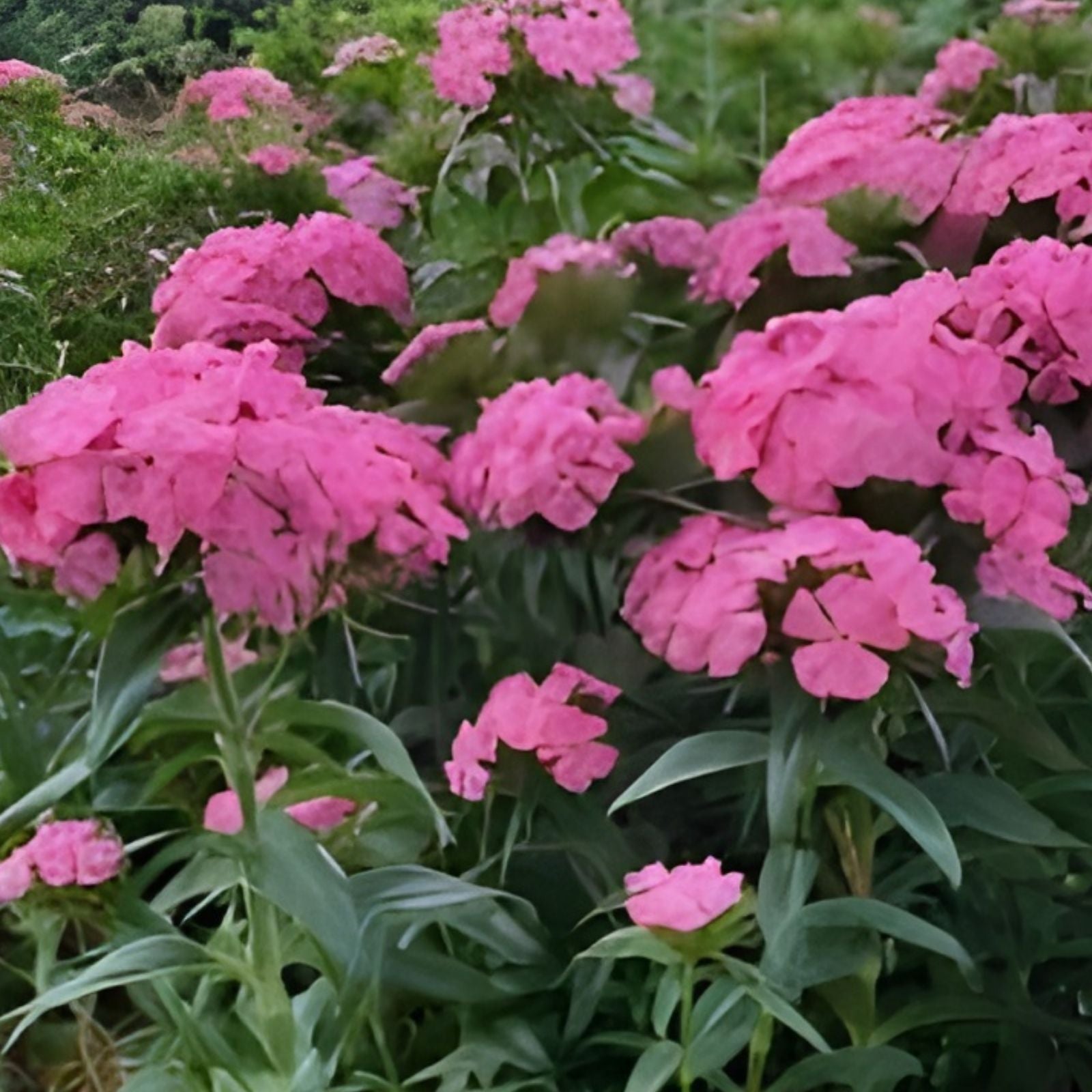 Rose Unrooted Cuttings – Cottage Sweet Williams Dianthus barbatus, 3 Cuttings, Garden Flower, Perennial Plant