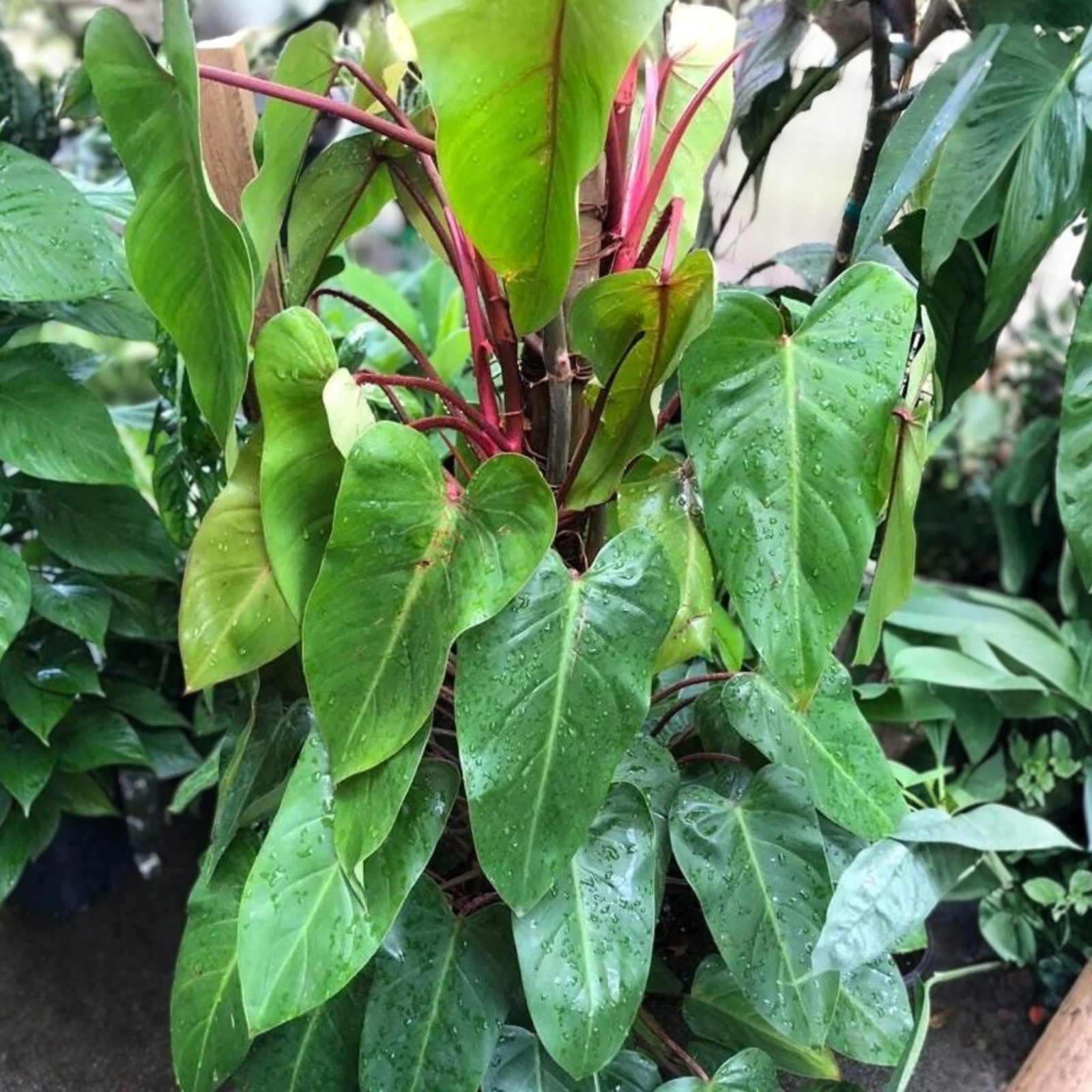 Rooted Top Cutting Philodendron Red Emerald Plant - Live Indoor Houseplant - Philodendron erubescens - New Harvest Quality