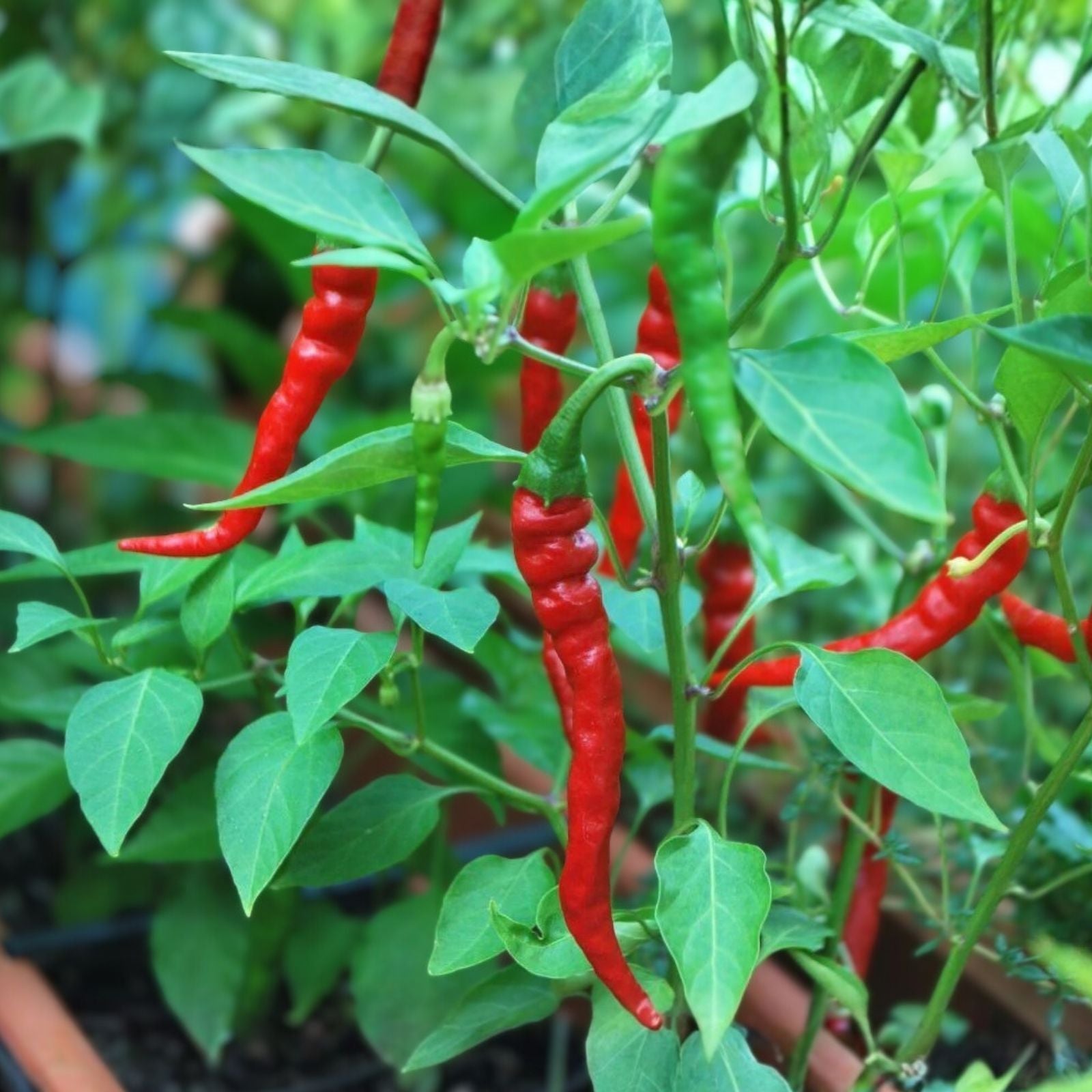 Cayenne Pepper Seeds 500+ Heirloom Non-GMO Hot Red Capsicum annuum Vegetable Seeds for Gardening, Cooking, and Spicy Peppers