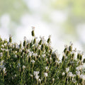 Lavandula Javelin Forte White Lavender Live Plants 30 Pack Aromatic Garden, Landscaping, DIY, Starter, Cutting, Houseplant