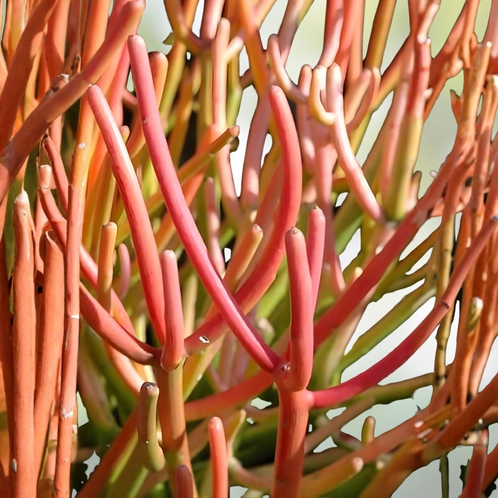 Fire Sticks Euphorbia Tirucalli Cuttings - Live Pencil Cactus Succulent Starter Plants - 10 Fresh Propagation Cuttings
