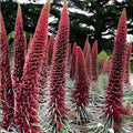 50 Tower of Jewels Red Bugloss Seeds | Tropical Deer Resistant Echium Wildpretii Plant Seeds