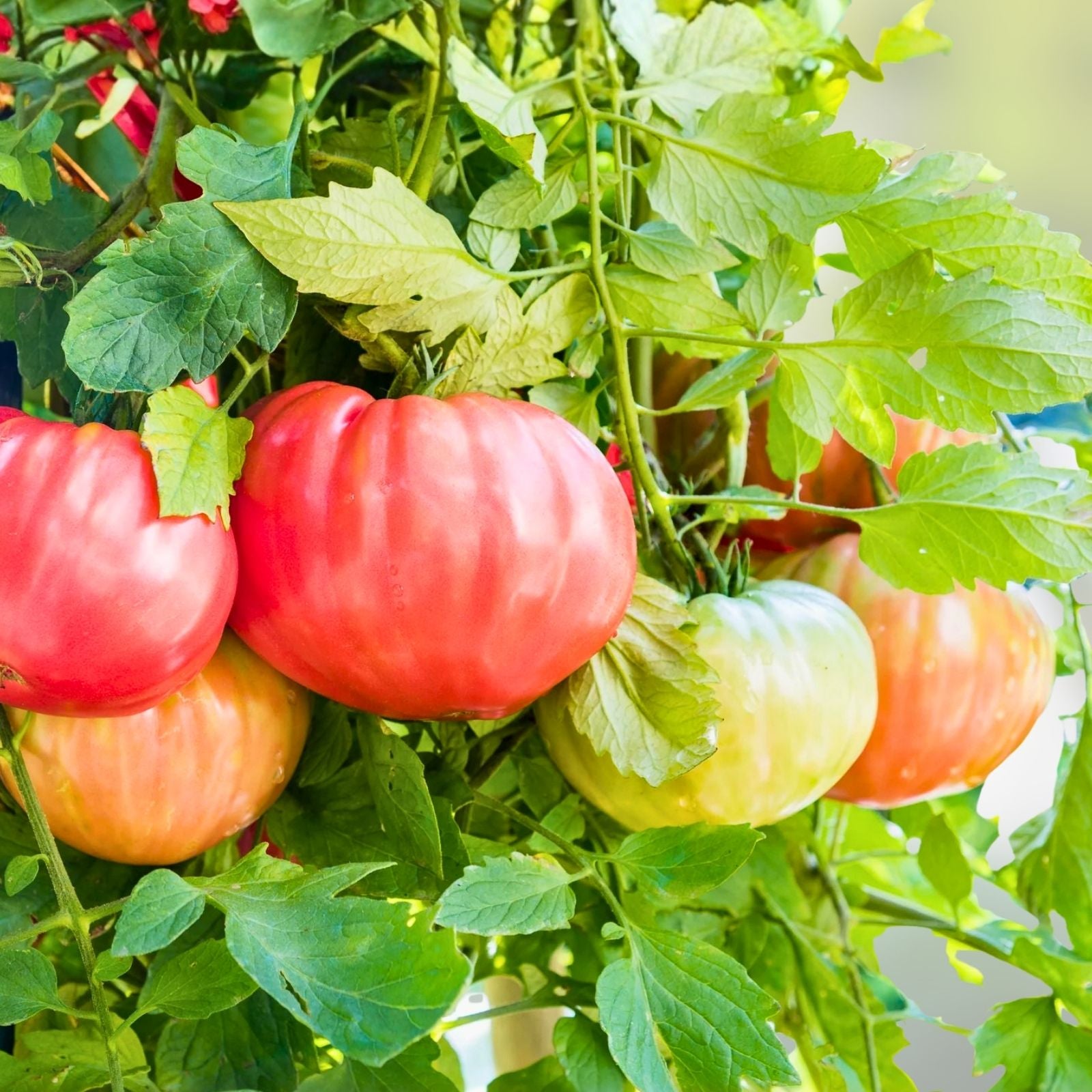 Beefsteak Tomato Seeds 500 Pack Heirloom Non-GMO Vegetable Solanum lycopersicum Starter Plant