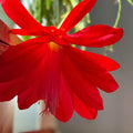 Epiphyllum Cutting Unrooted HB Jeffrey's Royal Heir Rare Cactus Variety for Plant Enthusiasts