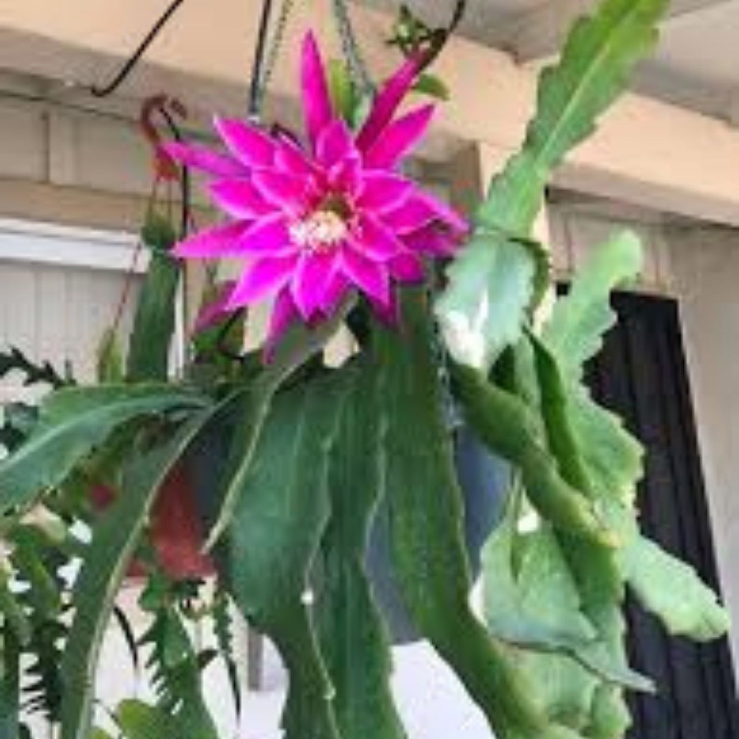 Epiphyllum Beijing Rooted Cutting Orchid Cactus Indoor Succulent Houseplant Rare Cactus Plant