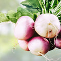 Purple Top White Globe Turnip Seeds – Organic Non-GMO Brassica rapa Vegetable Garden Starter Plant