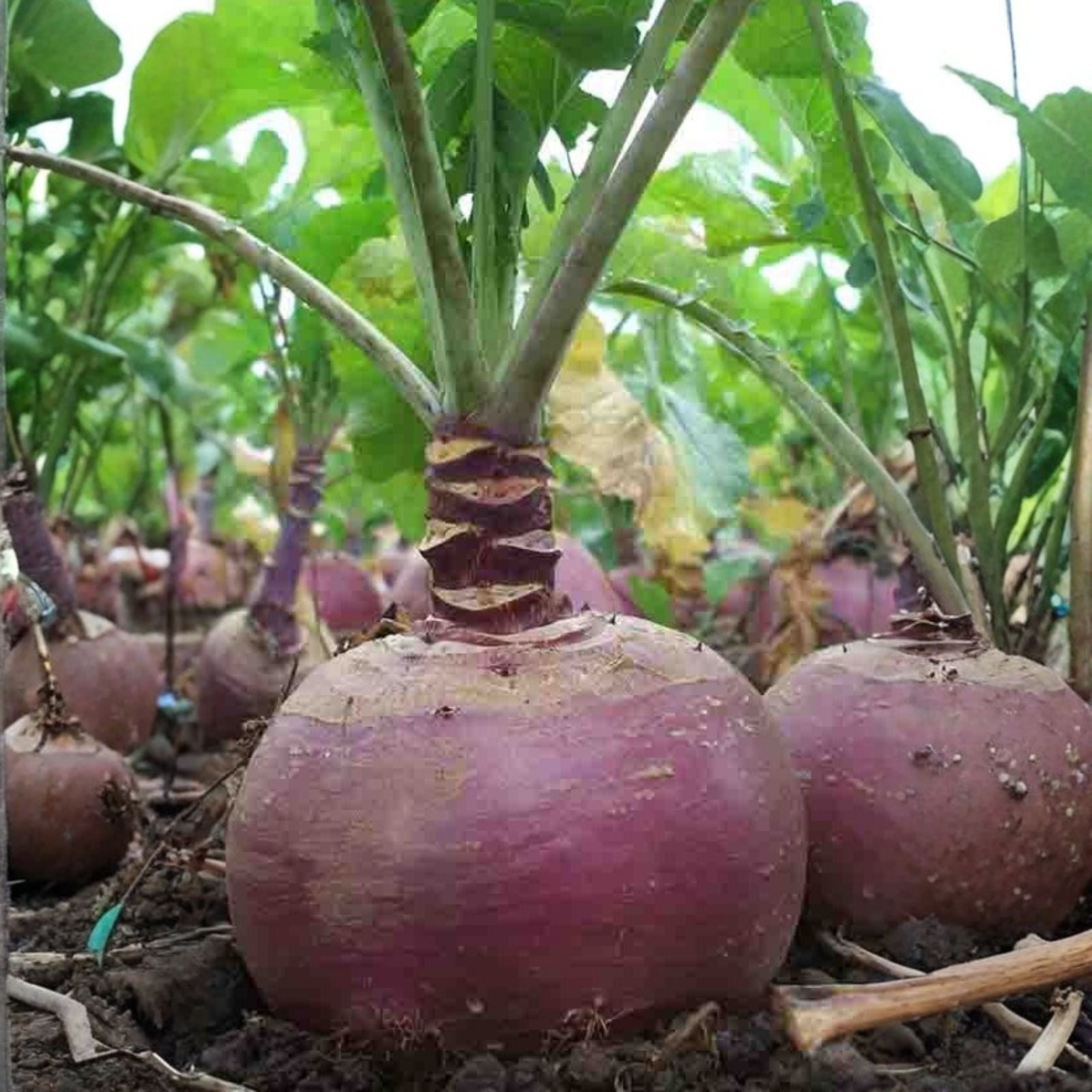 Red Acre Cabbage Seeds Heirloom Non-GMO Organic Brassica oleracea var. capitata 100 Seeds Vegetable Starter Plant