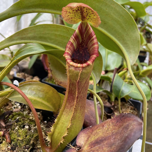 Nepenthes Lowii x Truncata Carnivorous Plant Cutting, Exotic Houseplant, Wide Peristome, Live Rooted Plant for Collectors