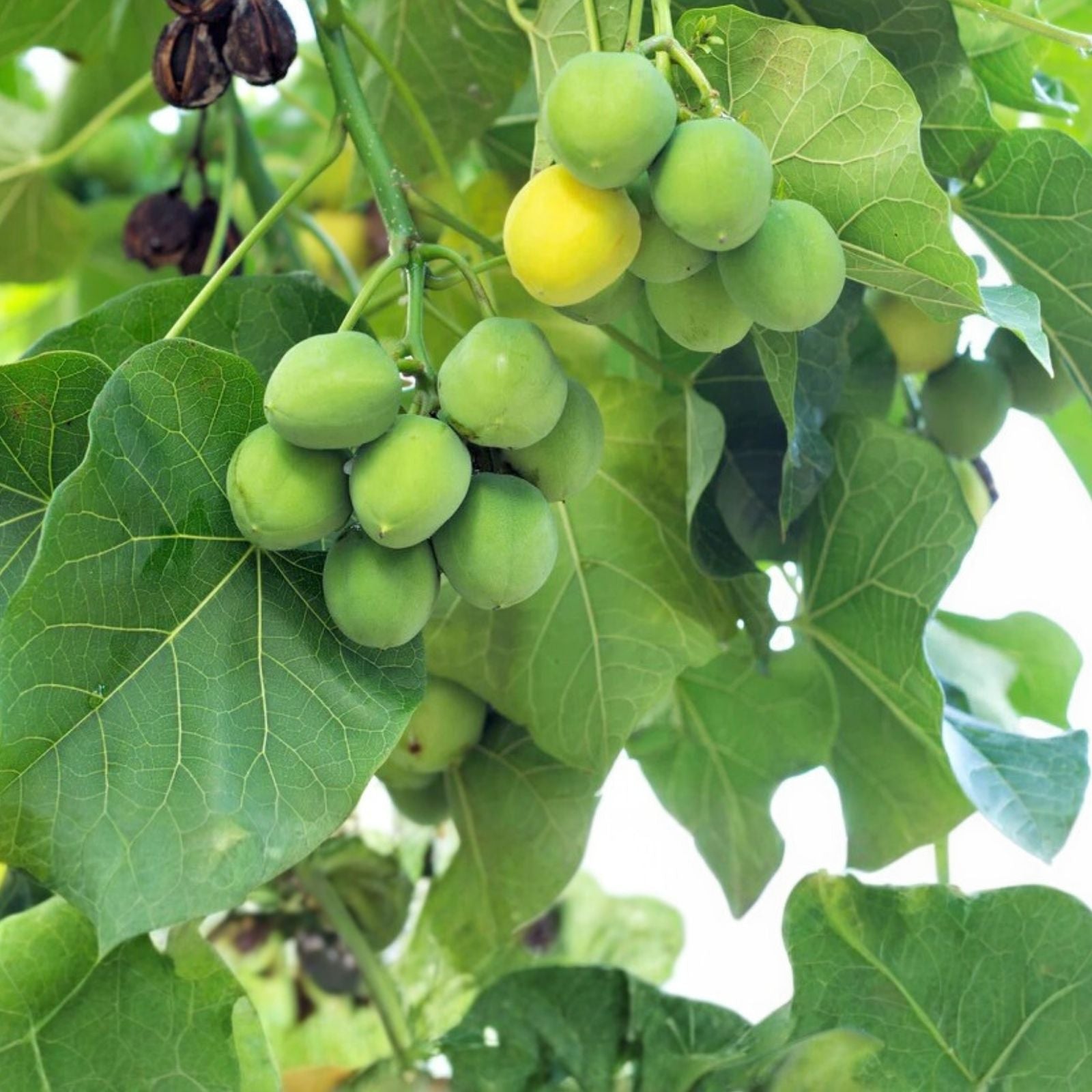 Jatropha Curcas Seeds - 6 Rare Exotic Barbados Purging Physic Nut Seeds for Biodiesel Production - Easy to Grow