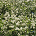 Hackberry Tree Live Bare Root Plants Set of 2, Celtis occidentalis, Hardy Bird-Friendly Trees, Zones 3-9