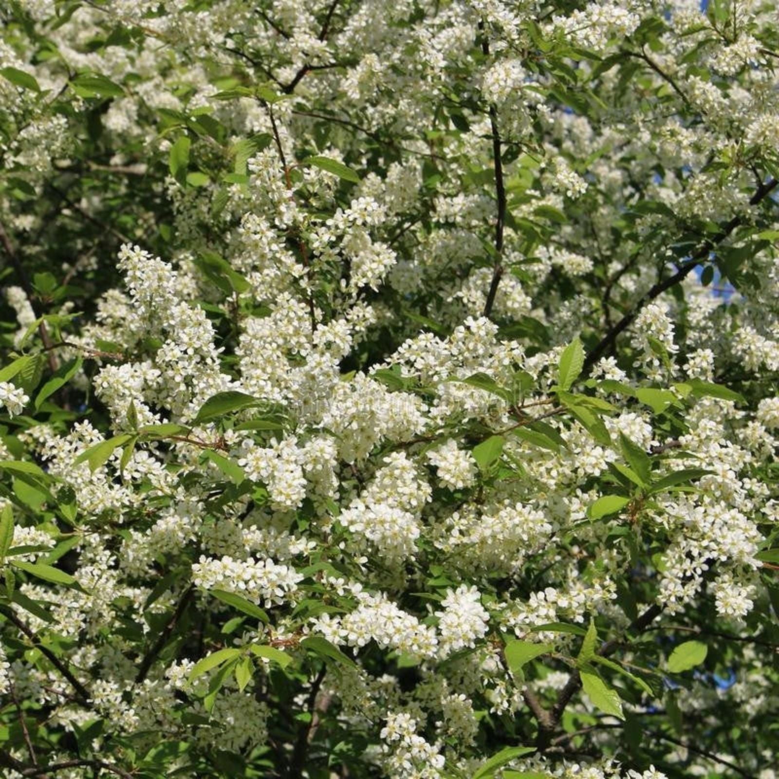 Hackberry Tree Live Bare Root Plants Set of 2, Celtis occidentalis, Hardy Bird-Friendly Trees, Zones 3-9