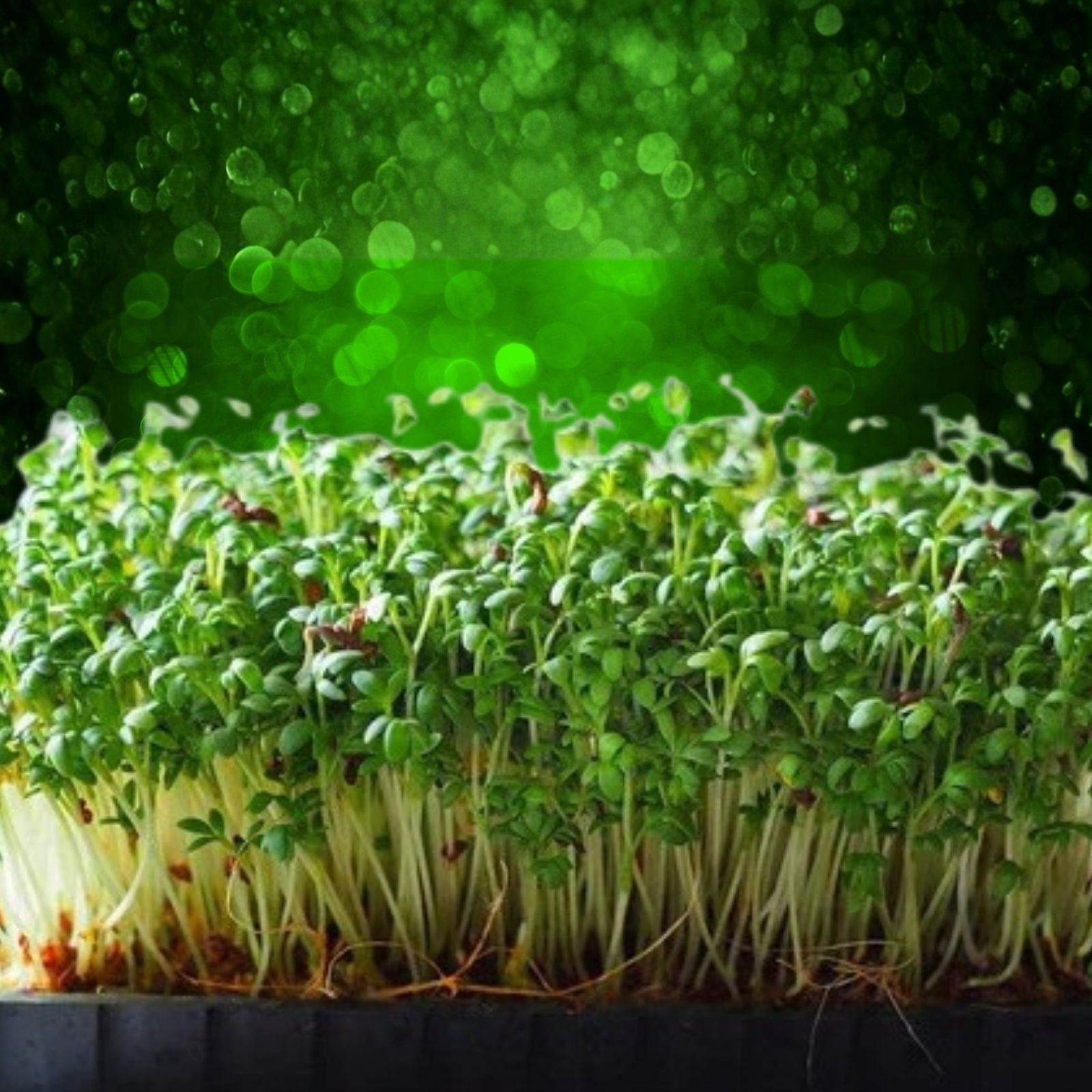 Curled Cress Seeds 25+ Heirloom Microgreens Edible Sprouts Kitchen Garden, Live Plant, Starter, Herb, Green, Indoor, Outdoor