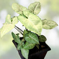 Syngonium Green Arrowhead Plant Cuttings 2 Pack Indoor Houseplant Starter Live Plant Propagation