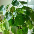 Pilea Peperomioides Plant - 4" Pot - Chinese Money Plant - Easy Care Indoor Houseplant - Modern Home Decor Accessory