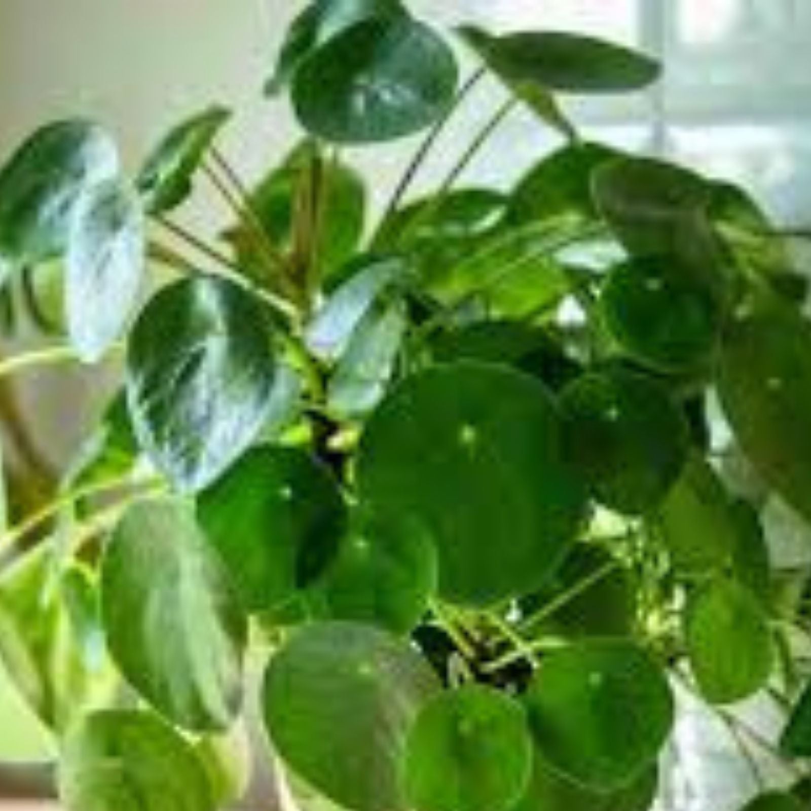 Pilea Peperomioides Plant - 4" Pot - Chinese Money Plant - Easy Care Indoor Houseplant - Modern Home Decor Accessory