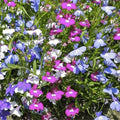 Cascade Lobelia Seed Mix 100+ Colorful Trailing Perennial Flowers Lobelia erinus Garden Patio Hanging Basket Seeds