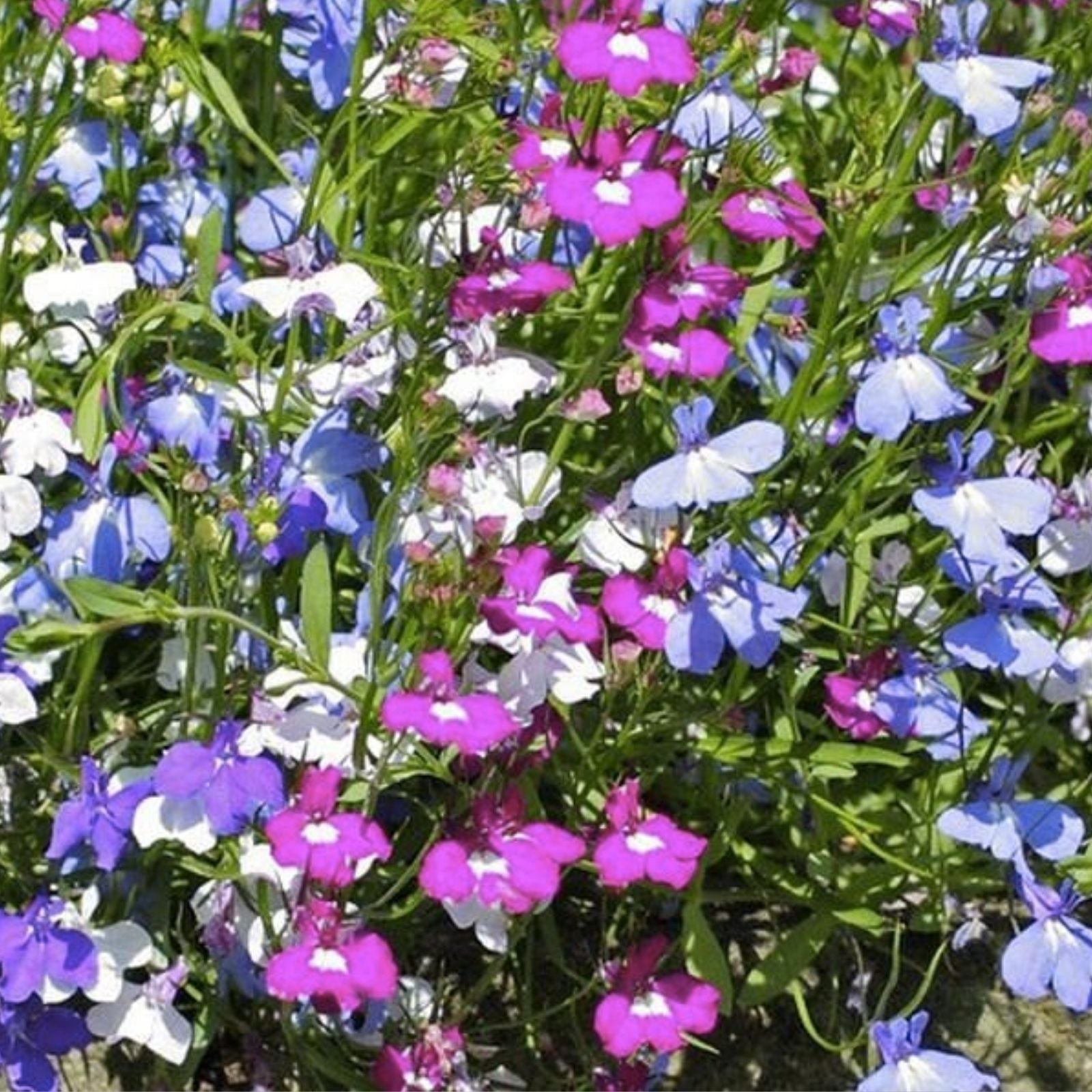 Cascade Lobelia Seed Mix 100+ Colorful Trailing Perennial Flowers Lobelia erinus Garden Patio Hanging Basket Seeds