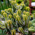 Euphorbia lupulina Cutting 4 Inch Live Plant Brazilian Succulent Cactus Alternative Houseplant