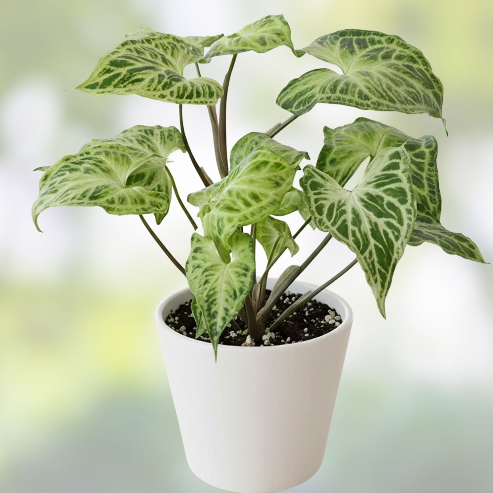 Syngonium Batik Plant Potted Houseplant Tropical Indoor Plant Live Cutting Starter Plant